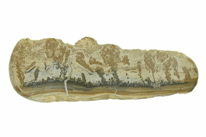 Triassic Aged Stromatolite Fossil - England #285832